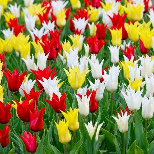 Tulip Tres Chic Festival Collection - online bestellen direkt aus Holland