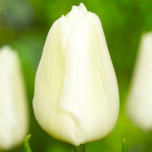 Tulip White Prince - online bestellen direkt aus Holland