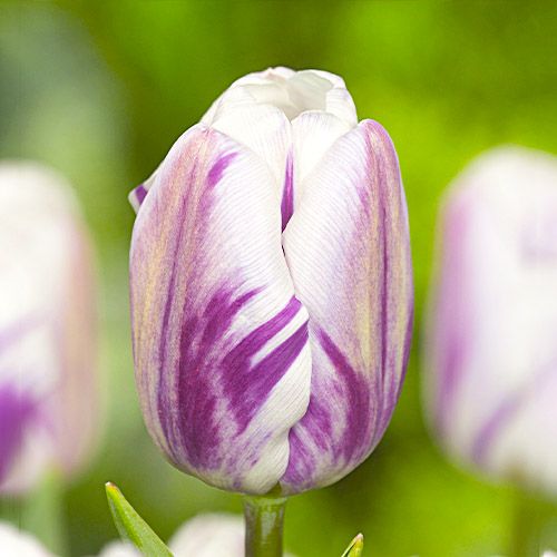 Tulip Flaming Flag - online bestellen direkt aus Holland