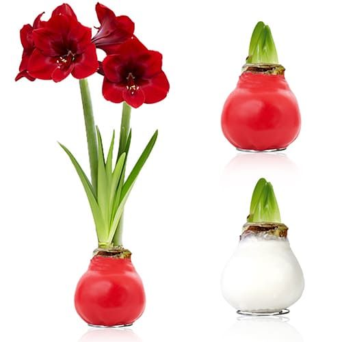 White/Red (2 Pieces) Wax Amaryllis Bulb in Wax Collection