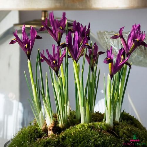 Iris reticulata Rejoice