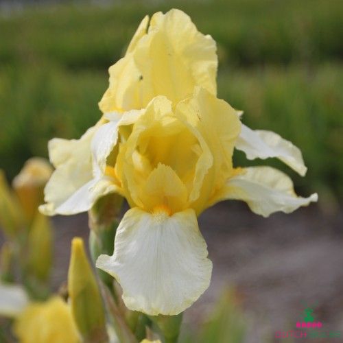 Iris Germanica (Bearded Iris) Blessed Again