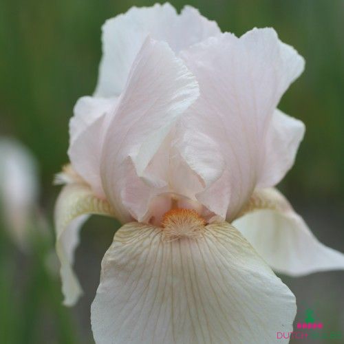 Iris Germanica (Bearded Iris) Constant Wattez