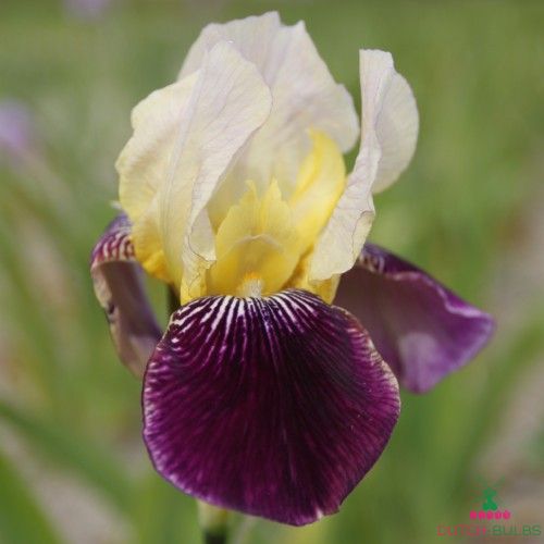 Iris Germanica (Bearded Iris) Salonique