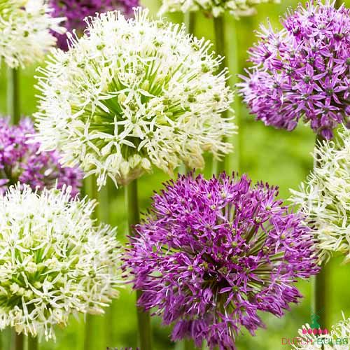 Allium Twin Towers Collection