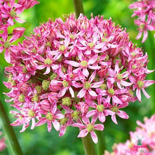 Allium Pink Jewel