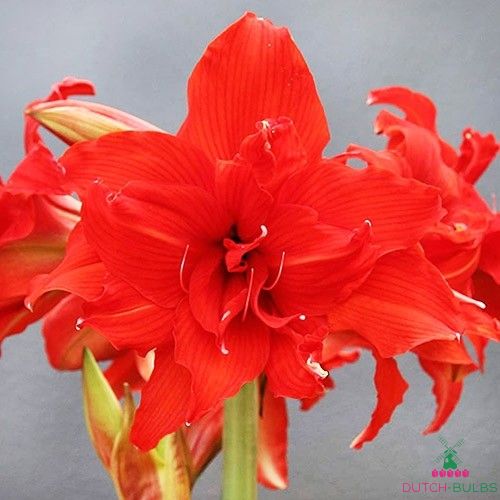 Zombie Amaryllis Bulb Pretty Flowers Please Check our.Store other items 