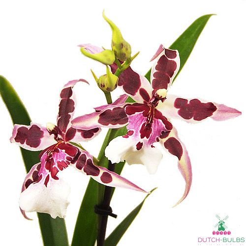 Beallara (Orchid) Gothic