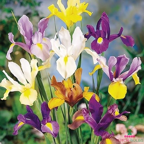 10 X Iris Triumph en mezcla Bulbos de Flores