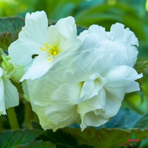 Begonia Maxima Non-Stop White