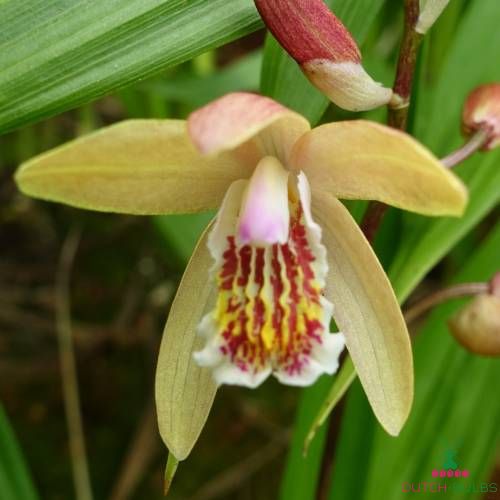 Bletilla (Garden Orchid) Sunset Penway