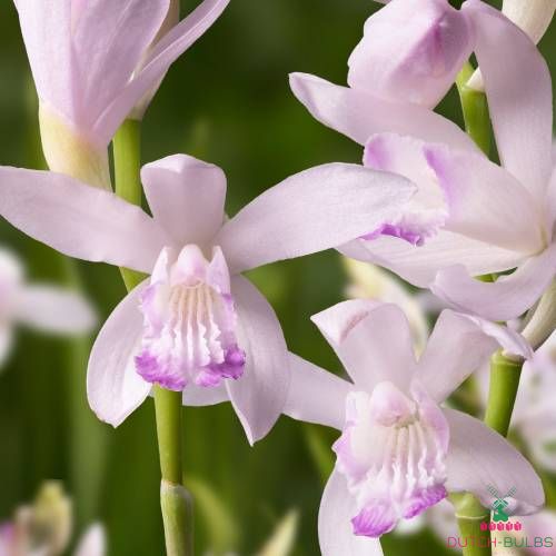 Bletilla (Garden Orchid) Kuchebini