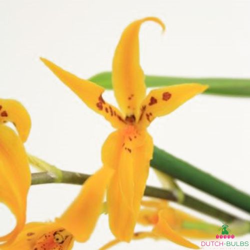 Brassia (Orchid) Anita