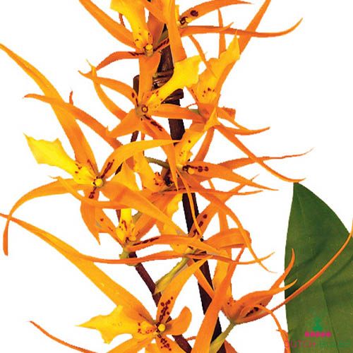 Brassia (Orchid) Orange Delight