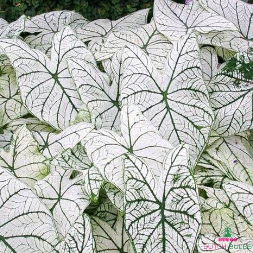 Caladium (Fancy leaf) White Christmas