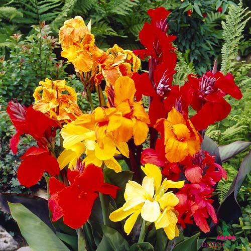 Canna Lily Dwarf Collection