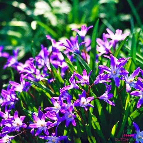 Chionodoxa Violet Beauty