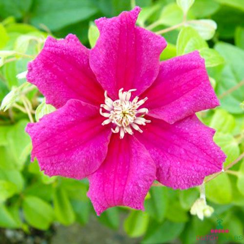 Clematis Ernest Markham (Patens Group)