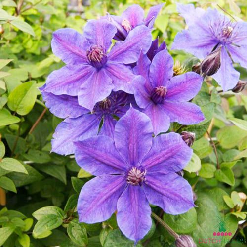 Clematis MON AMOUR (Patens Group)