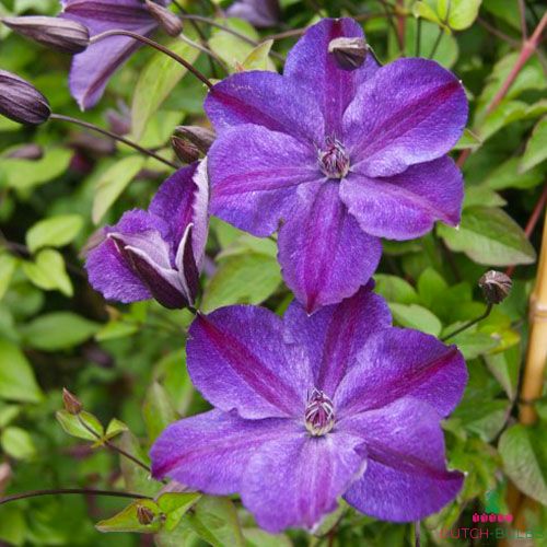 Clematis SUPER NIGHT (Viticella Group)