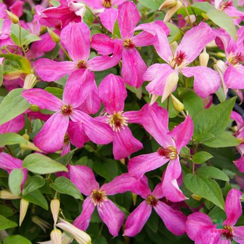 Clematis WONDERFUL (Viticella Group)