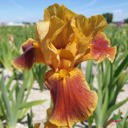 Iris Germanica (Bearded Iris) Hissy Fit