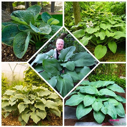 Hosta Giant Collection