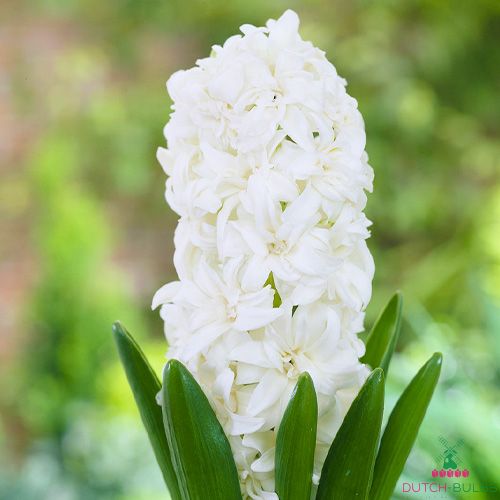 Hyacinth (double flowering) Snow Crystal