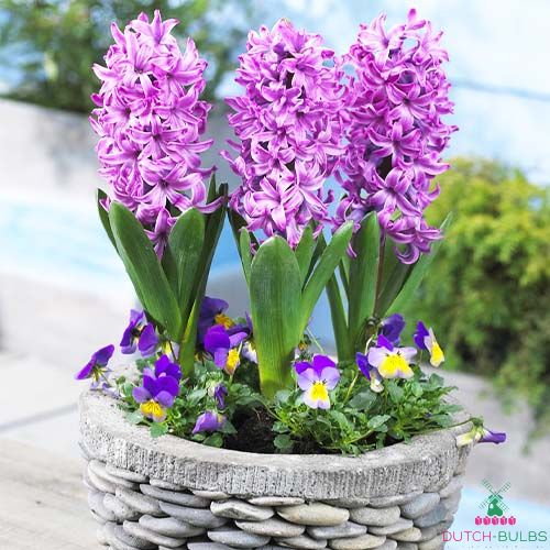Hyacinth Purple Pride