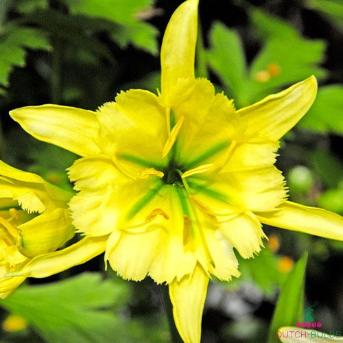 Hymenocallis (Peruvian daffodil) Sulphur Queen
