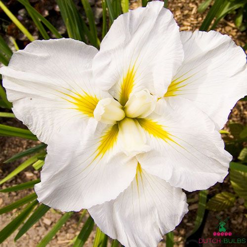 Iris Ensata (Japanese Iris) Gold Bound