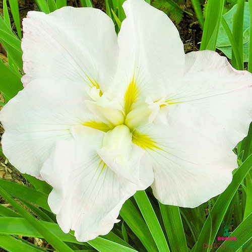 Iris Ensata (Japanese Iris) White Ladies