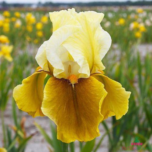 Iris germanica Bayberry Candle