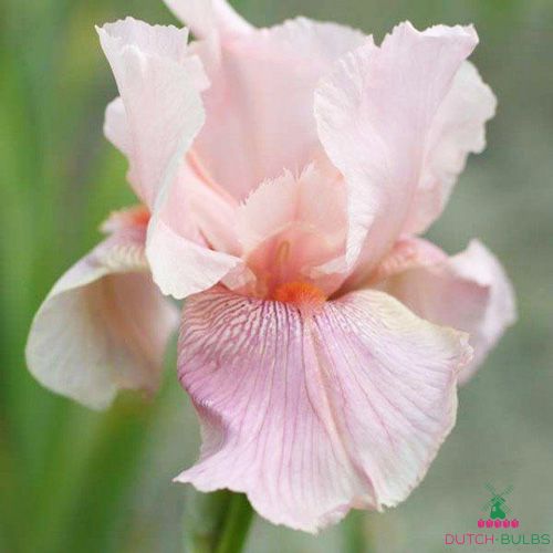 Iris Germanica (Bearded Iris) Blushing Pink