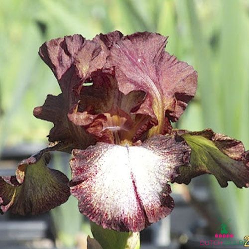 Iris Germanica (Bearded Iris) Burgundy Brown