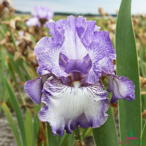 Iris Germanica (Bearded Iris) Earl of Essex