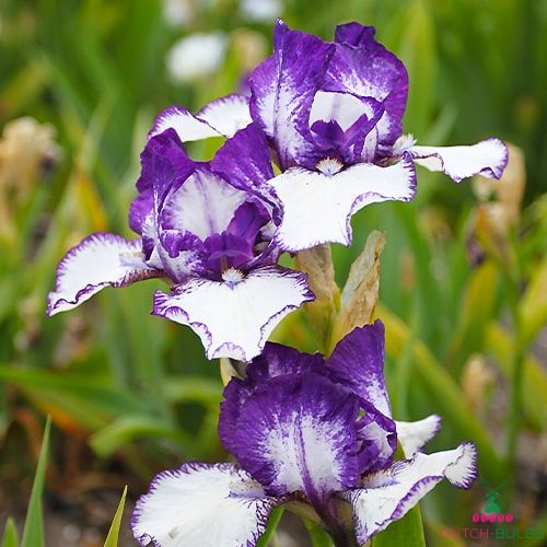 Iris Germanica (Bearded Iris) Rare Edition