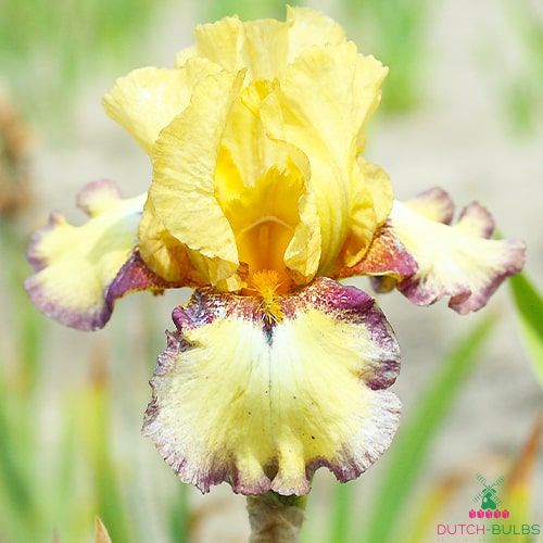 Iris germanica Bullwinkle