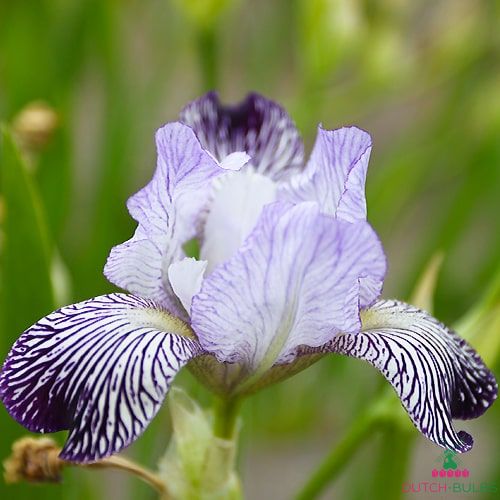 Iris germanica Variegata Reginae