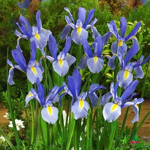 Iris Hollandica Blue