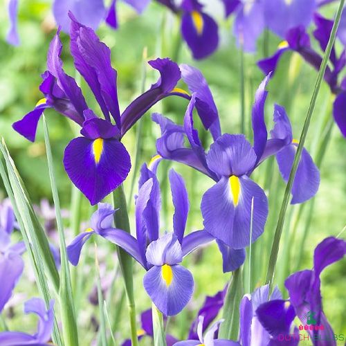 Iris hollandica Discovery Purple