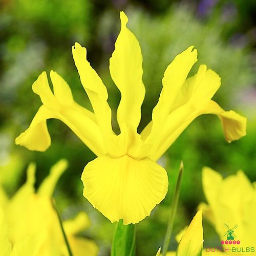 10 bulbes Iris hollandica Bronze Queen 