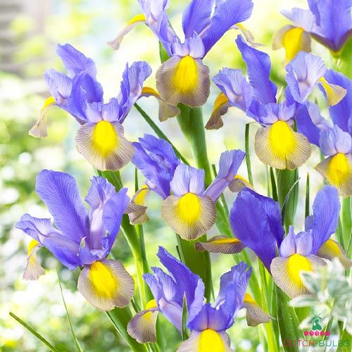 Iris hollandica Mystic Beauty