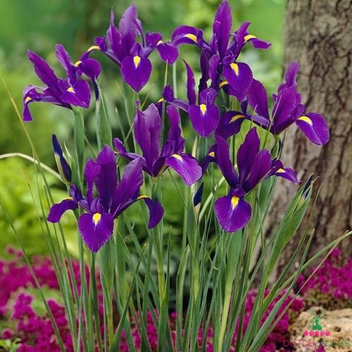 Iris Hollandica Purple