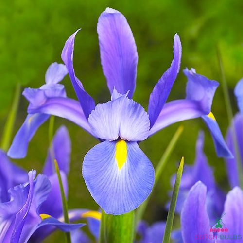 Iris Hollandica Sapphire Beauty
