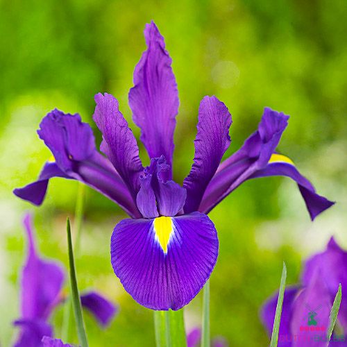 CUSHY Iris Iris vivace bulbes Mix NÃ©erlandais fleurs 20 Pack Ampoule 