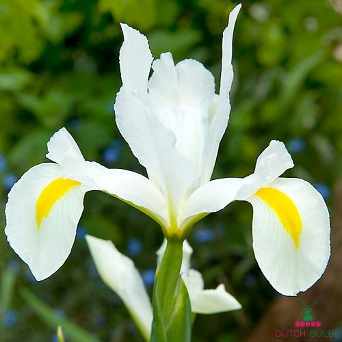 Bulbos De Iris,Hermosas Plantas MáGicas BalcóN Especial En Maceta Perenne Con Encanto Bonito-4 Bulbos 