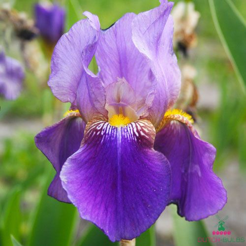 Iris Germanica (Bearded Iris) Lent A. Williamson