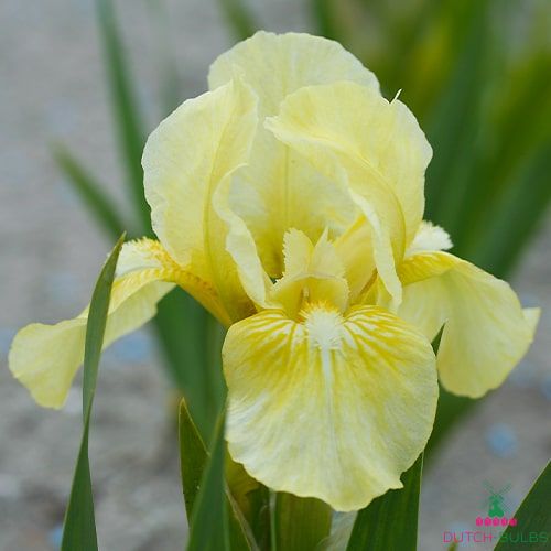 Iris pumila Beryl Green