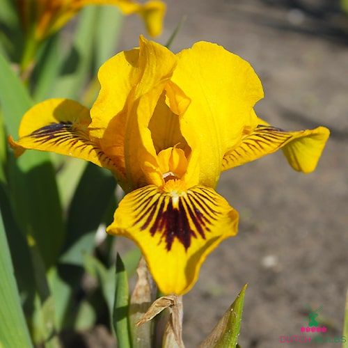 Iris pumila Eyebright